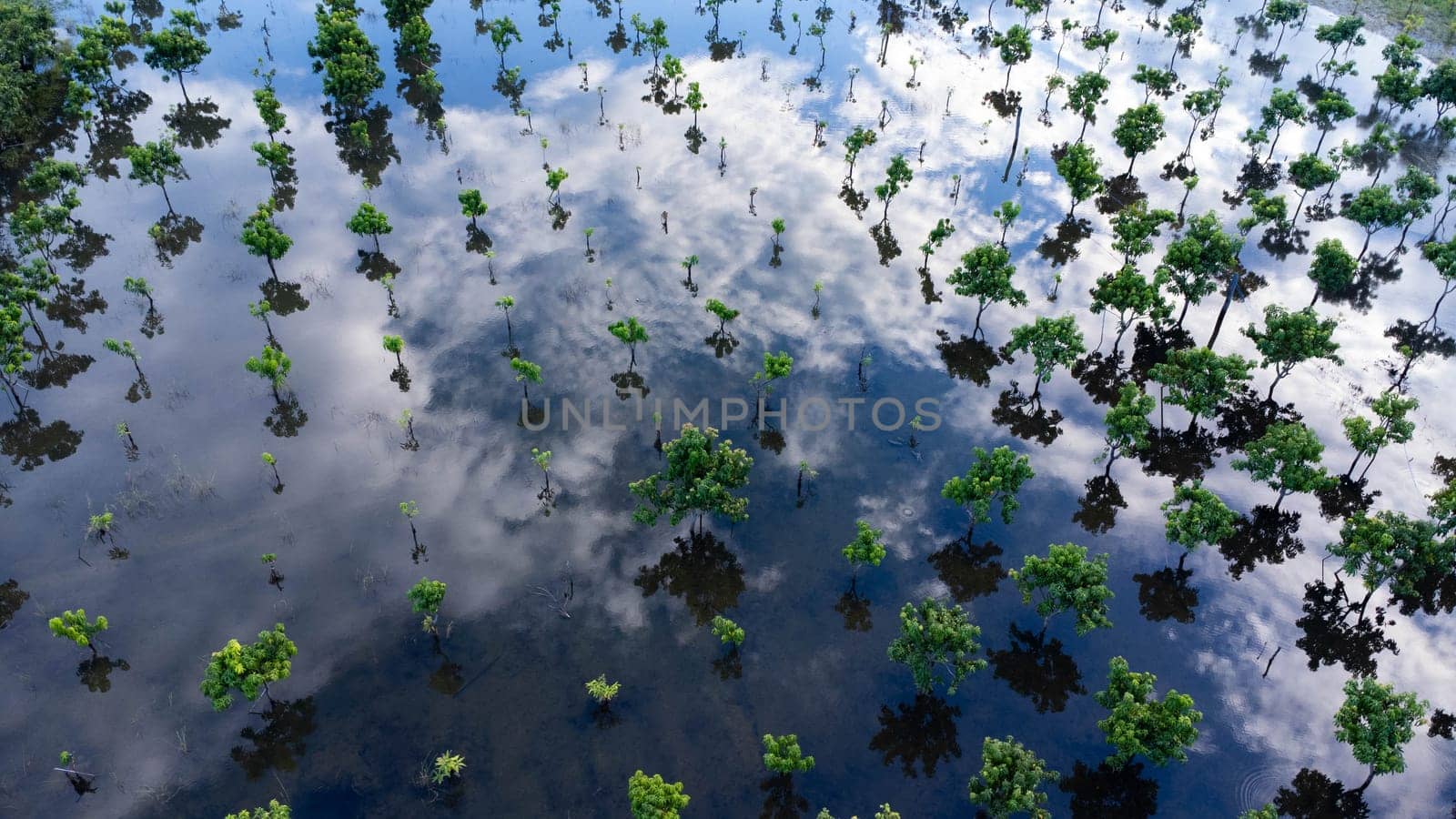 Flooded trees in an orchard in northern Thailand. Aerial photograph of a mango orchard during the flood season in Lamphun, Thailand. Effects of global warming by TEERASAK