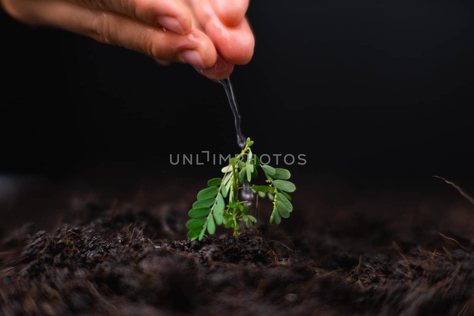 Hand watering plants that grow on the ground. New life care, watering young plants on black background. The concept of planting trees and saving the world.