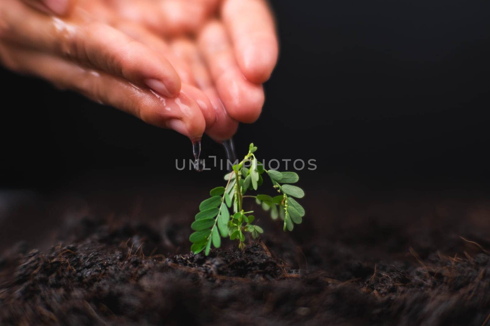 Hand watering plants that grow on the ground. New life care, watering young plants on black background. The concept of planting trees and saving the world. by TEERASAK