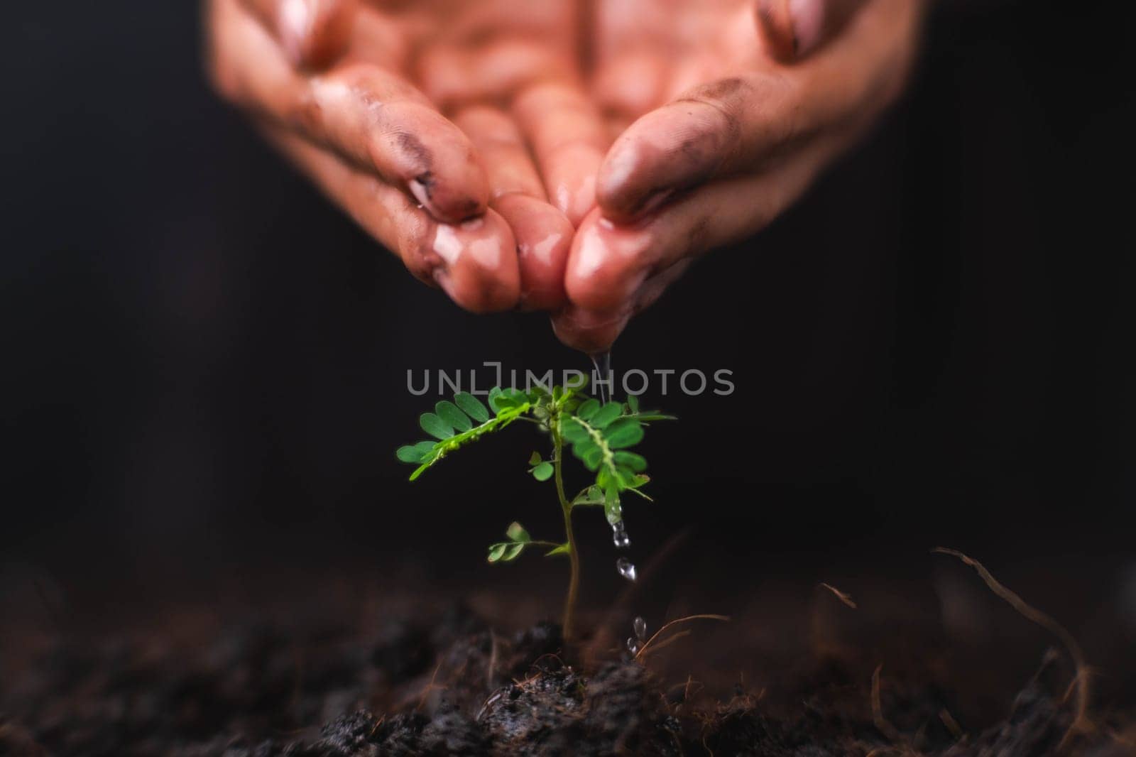 Hand watering plants that grow on the ground. New life care, watering young plants on black background. The concept of planting trees and saving the world. by TEERASAK