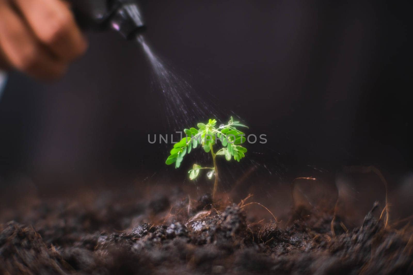Hand watering plants that grow on the ground. New life care, watering young plants on black background. The concept of planting trees and saving the world. by TEERASAK