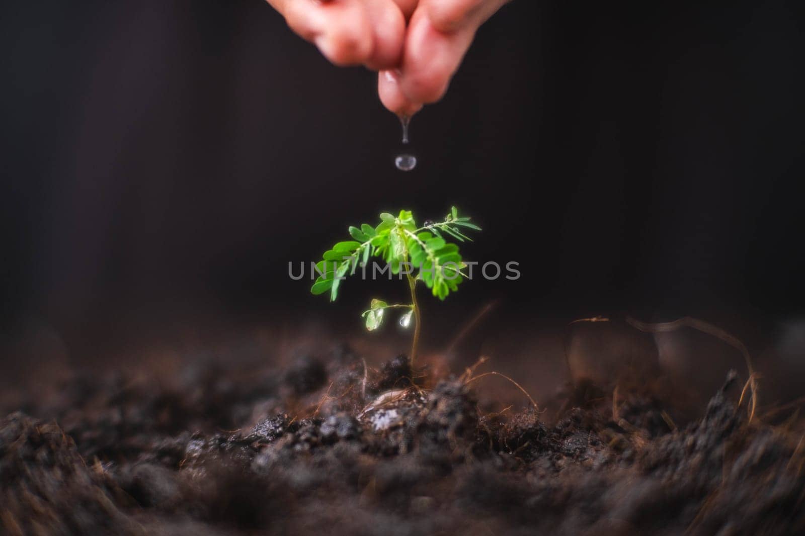 Hand watering plants that grow on the ground. New life care, watering young plants on black background. The concept of planting trees and saving the world. by TEERASAK