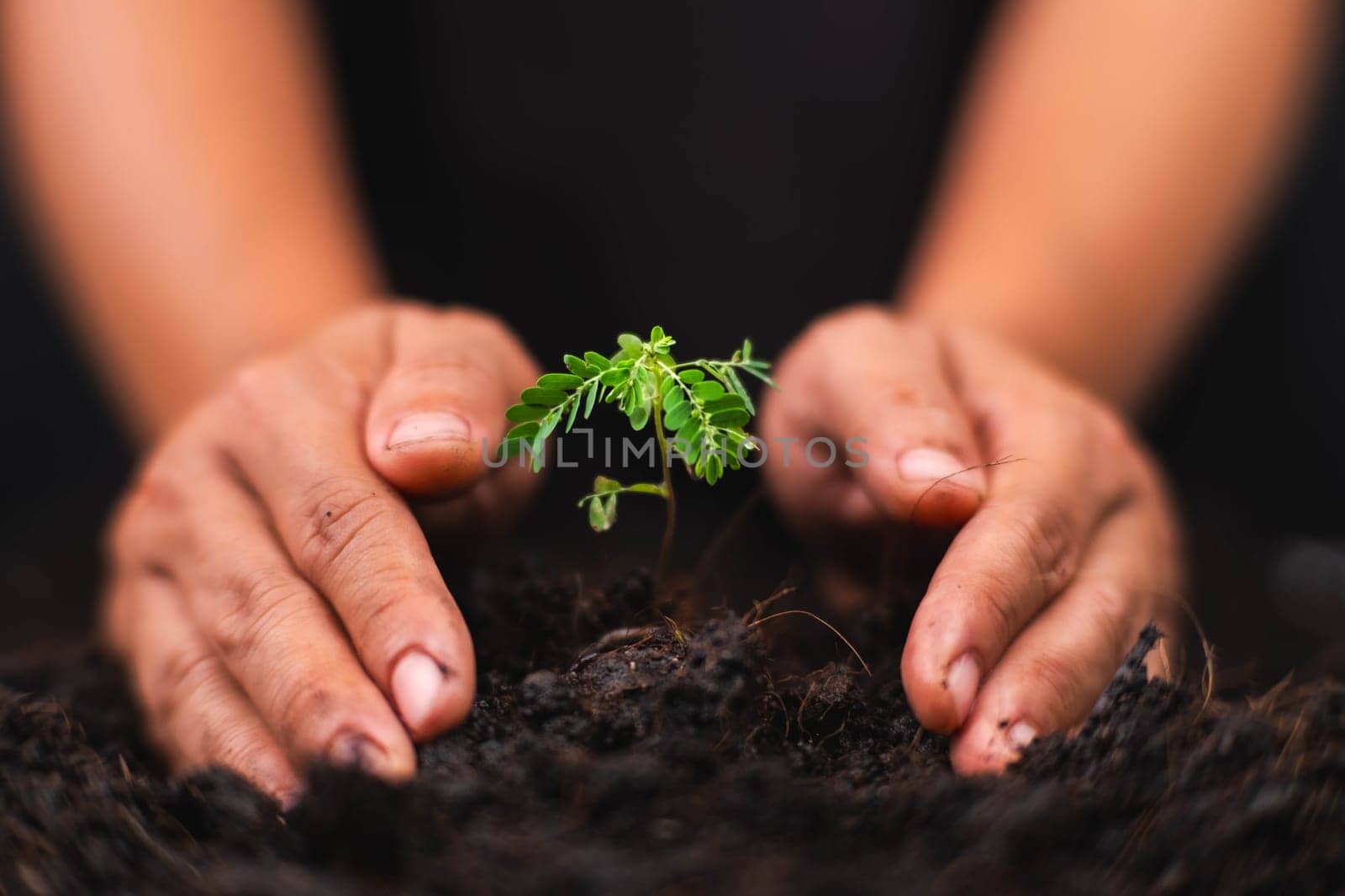 Hands holding young green plant. Small plants on the ground in spring. New life care, watering young plants on black background. The concept of planting trees and saving the world.