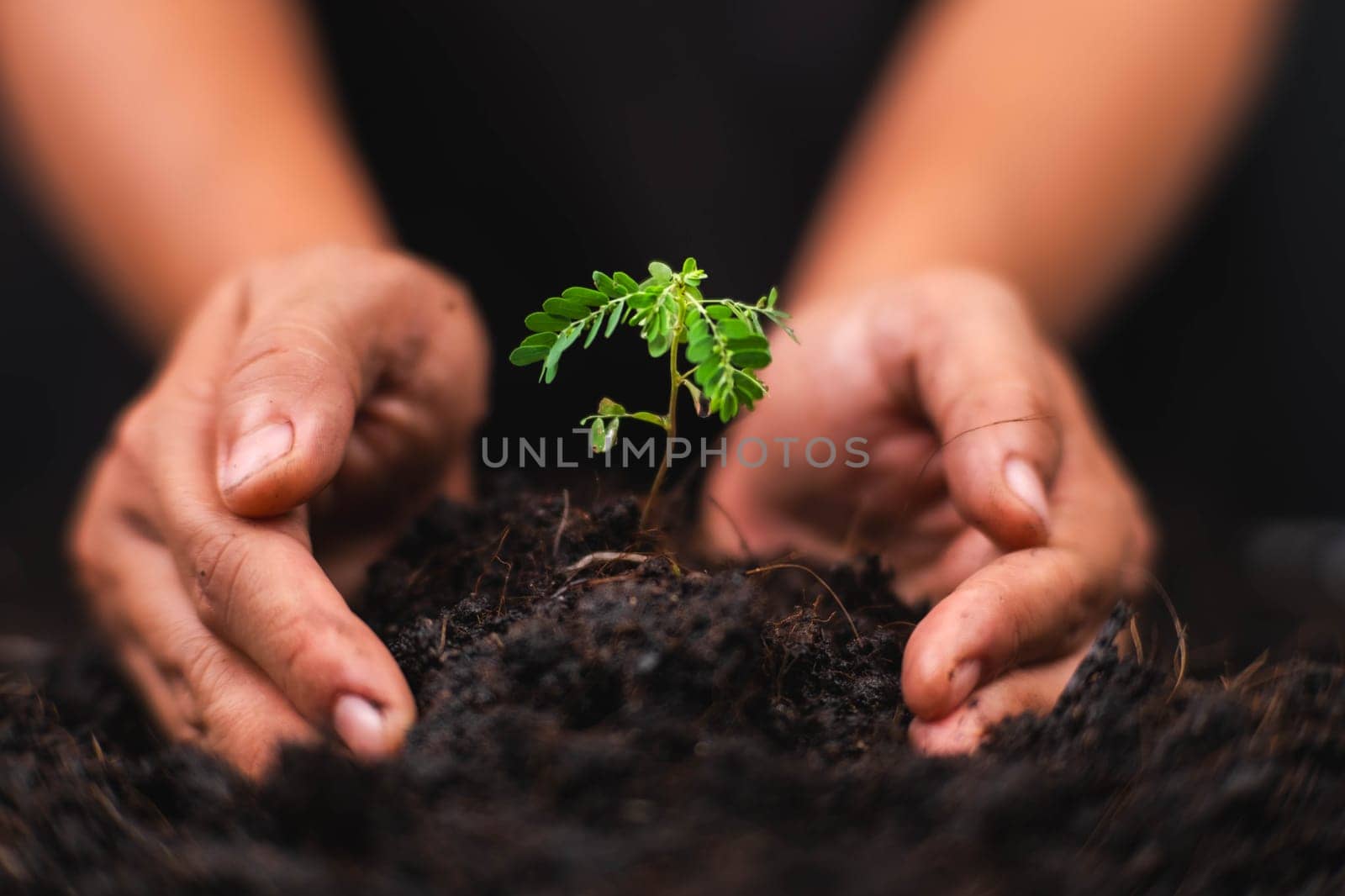 Hands holding young green plant. Small plants on the ground in spring. New life care, watering young plants on black background. The concept of planting trees and saving the world. by TEERASAK