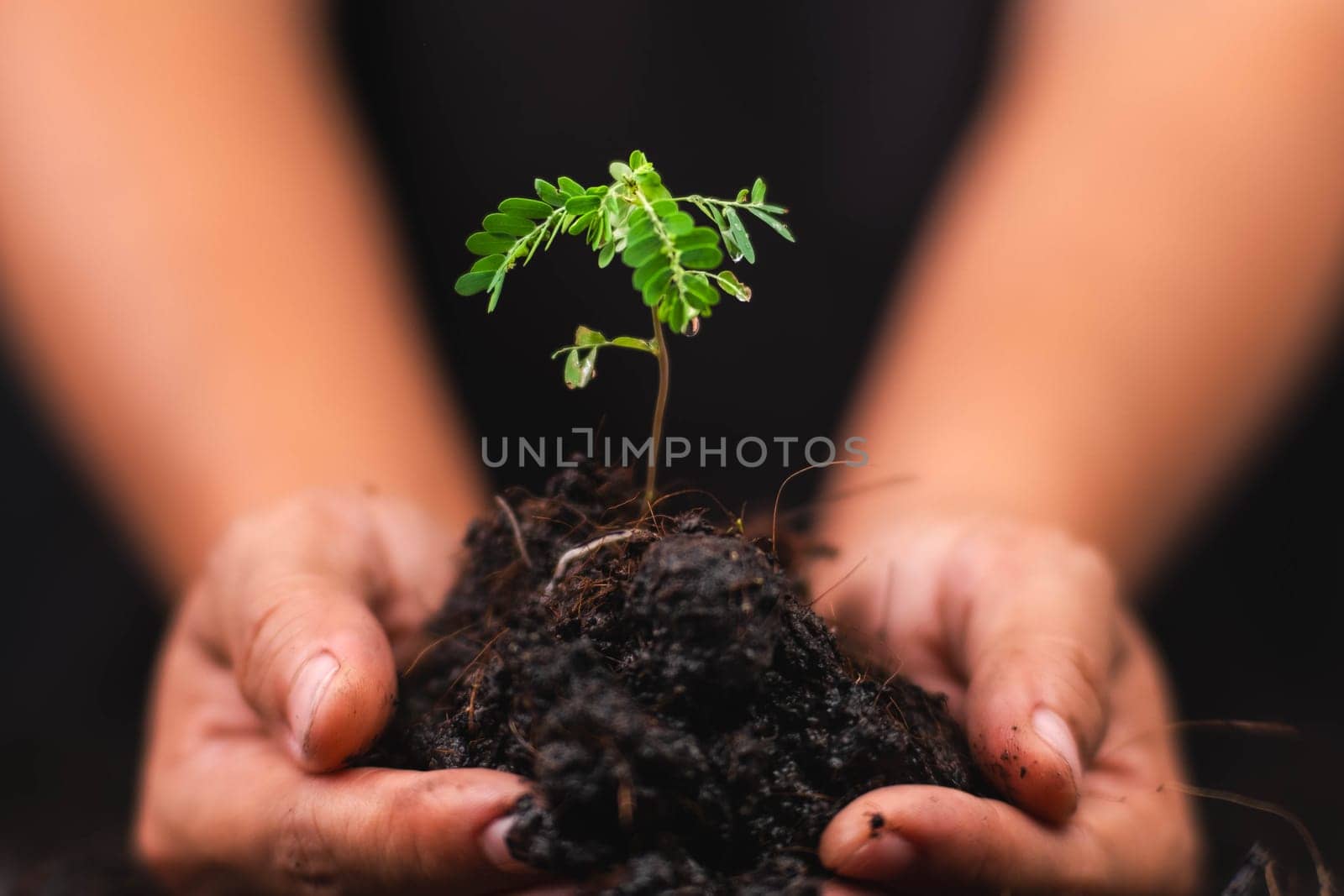 Hands holding young green plant. Small plants on the ground in spring. New life care, watering young plants on black background. The concept of planting trees and saving the world. by TEERASAK