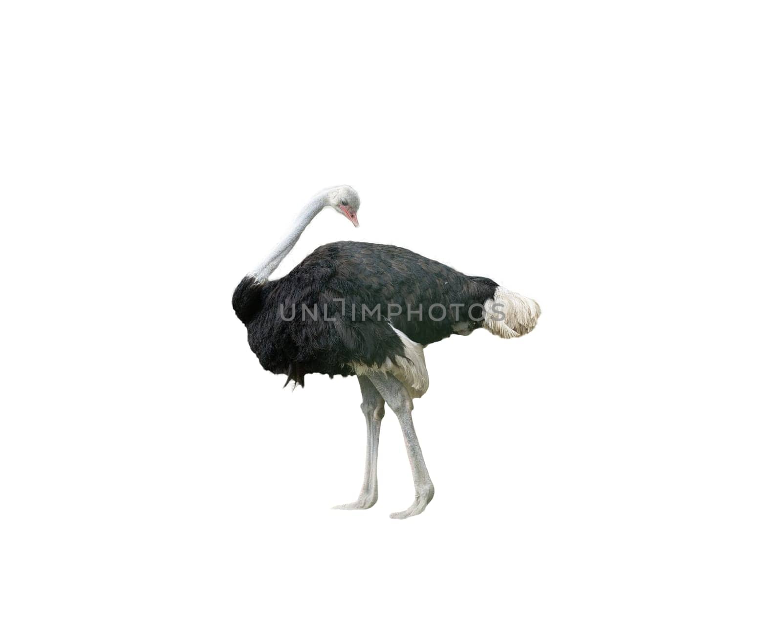 Ostrich - Struthio Camelus on a transparent background