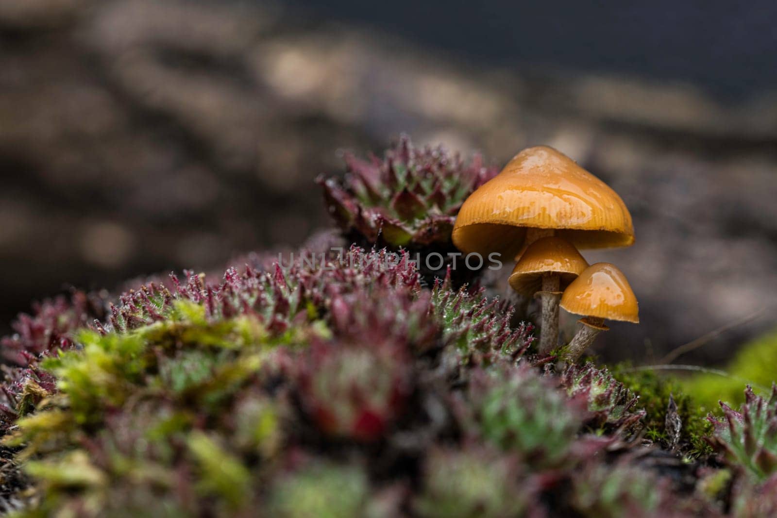 three small mushrooms outside in the garden with succulents in green and brown in the foreground in the rain