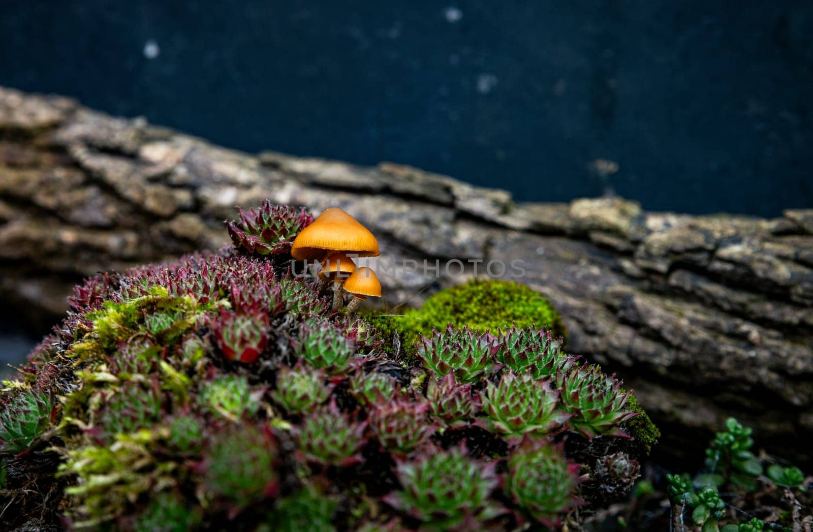 three small mushrooms outside in the garden with succulents in green and brown in the foreground in the rain