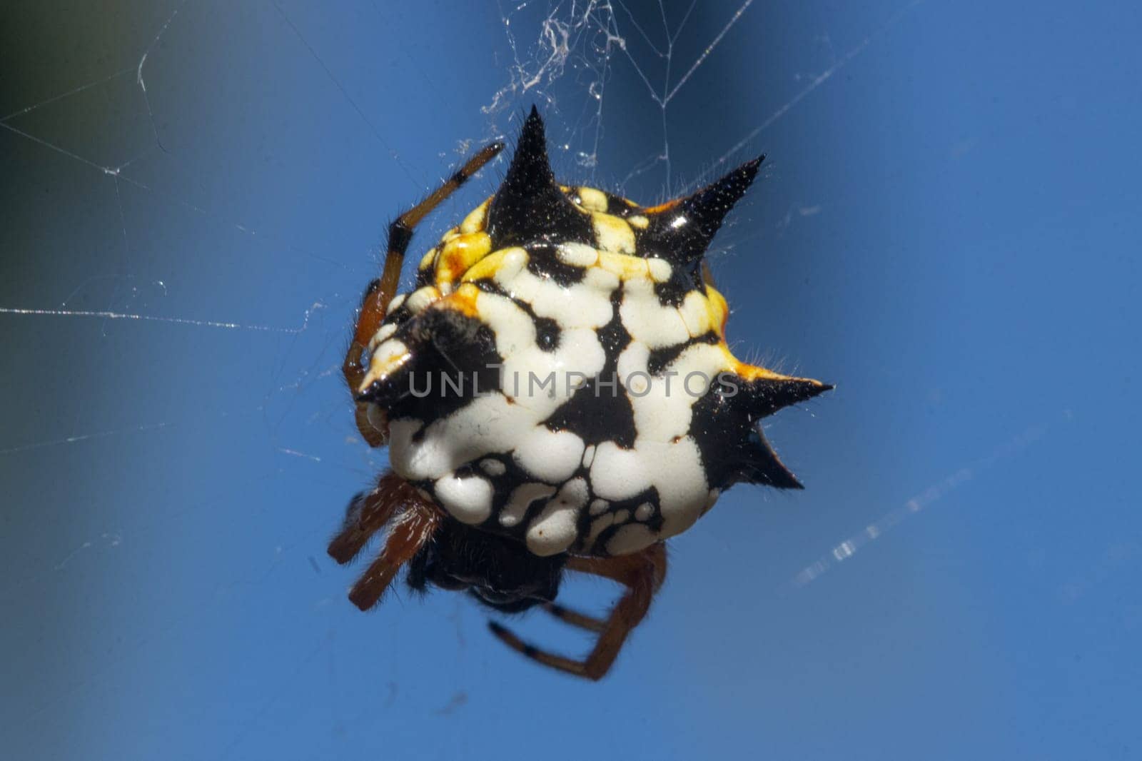 Intricate macro shot of a Jewel Spider, Austracantha minax, in its web. The arachnid's striking patterns and vivid colors illuminate its natural beauty.