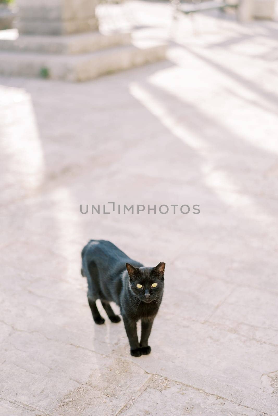 Black cat stands on the paving stones on the street by Nadtochiy