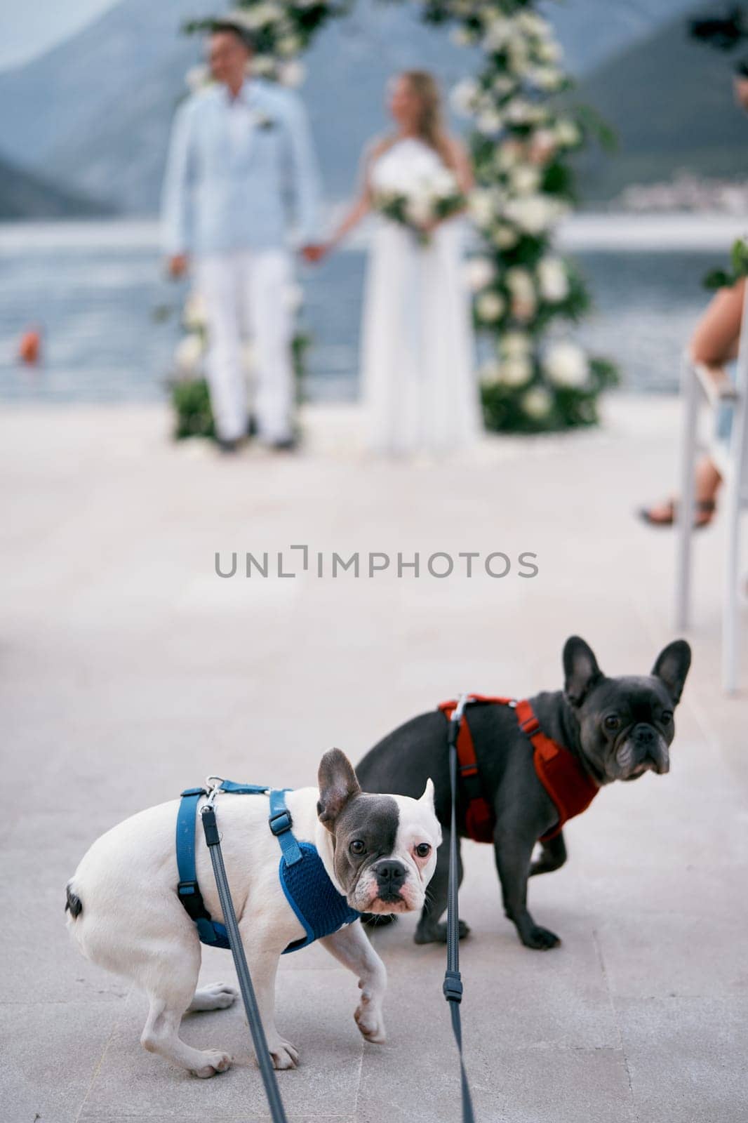 French bulldog puppies on leashes with belts sit on the ground by Nadtochiy
