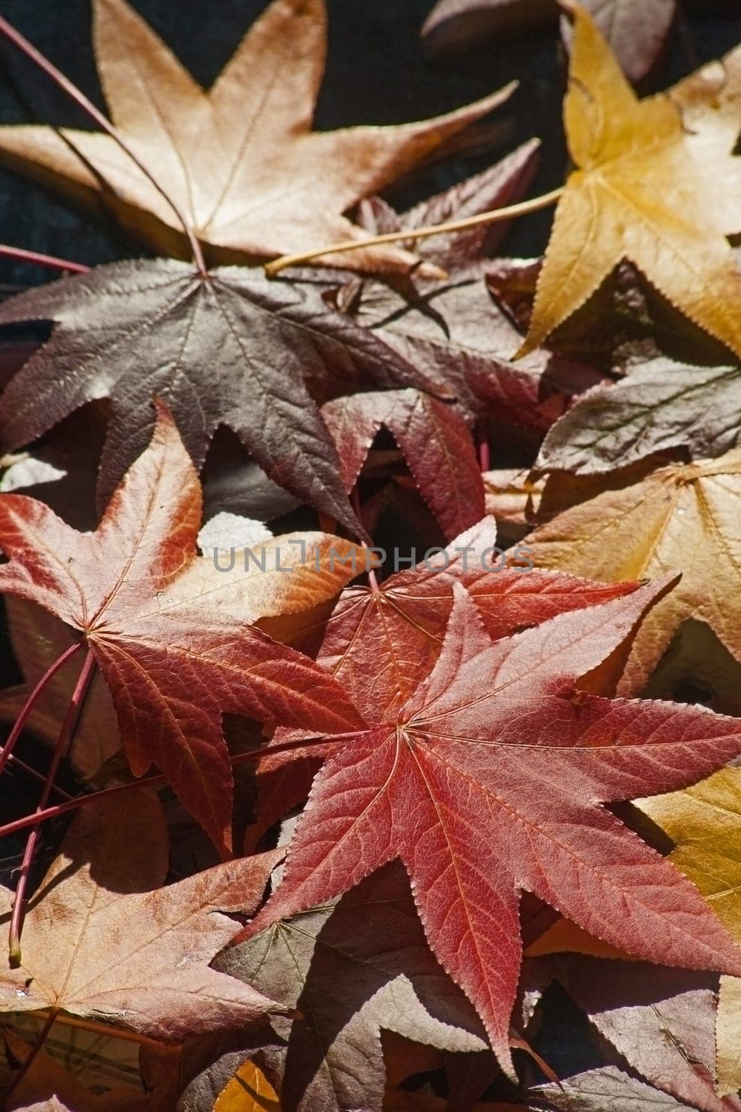 Colorful bright autumn leaves 14529 by kobus_peche