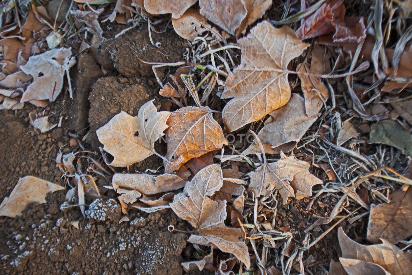 Dried winter leaves with a dusting of frost