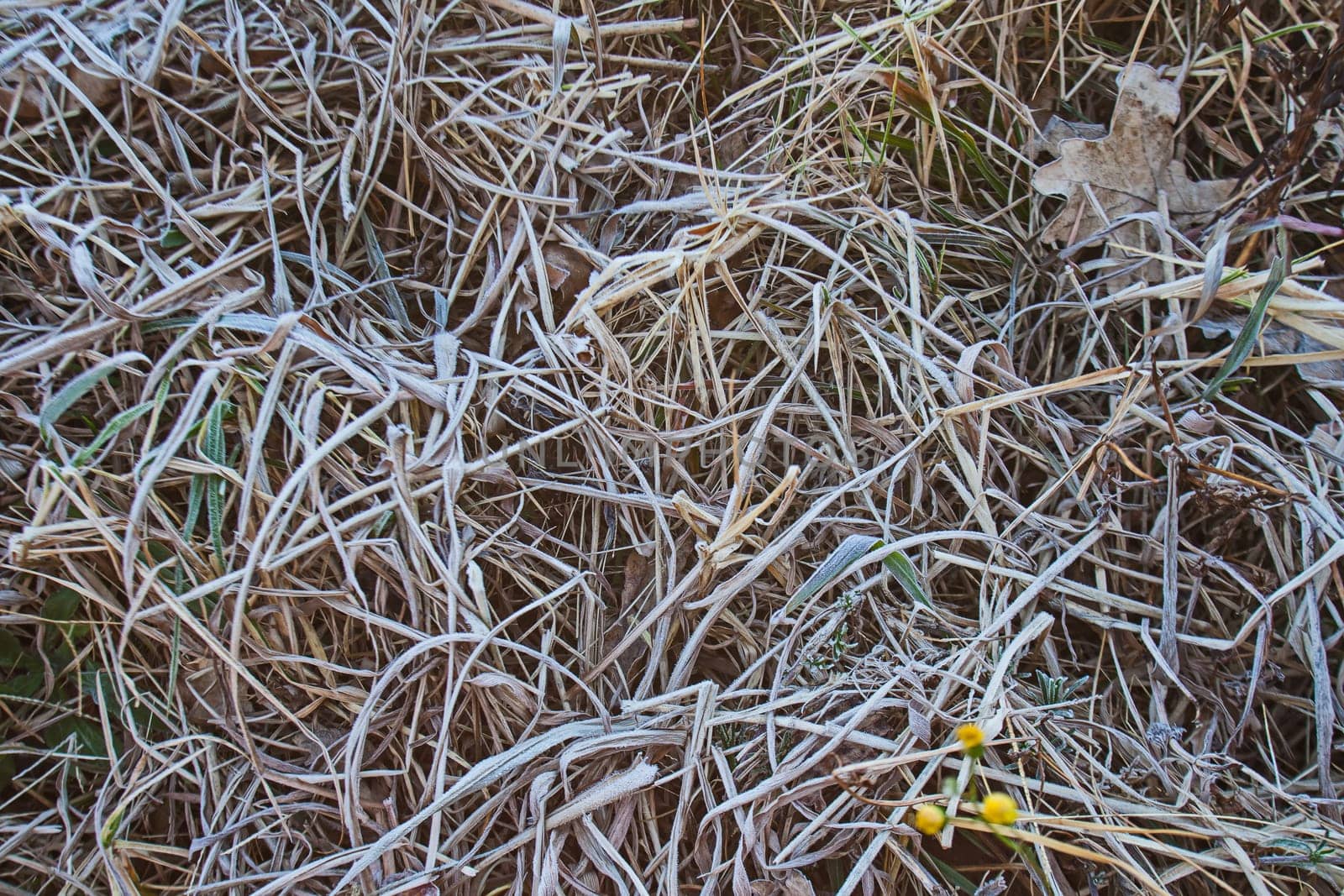 Dried winter grass with a dusting of frost