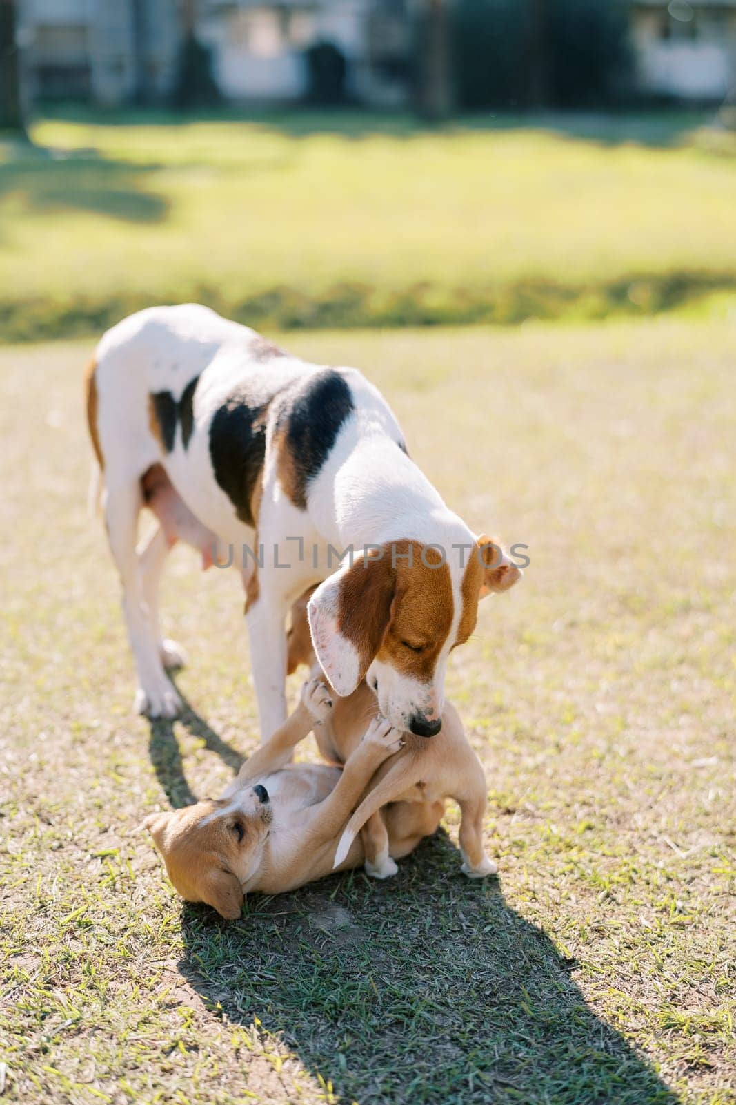 Dog playing with her puppies on the green lawn. High quality photo
