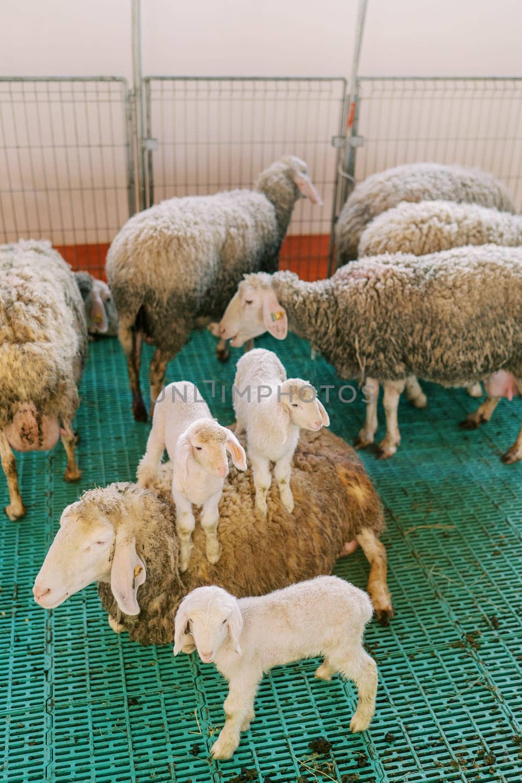 Little lambs sit on a sheep in a paddock next to other sheep on a farm. High quality photo