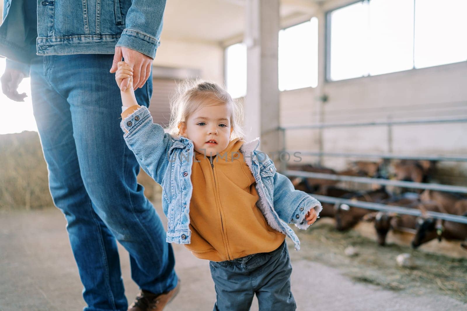 Little girl is standing on the farm holding her dad hand. Cropped. High quality photo
