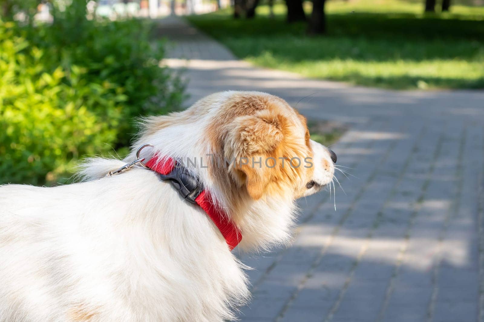 Red shaggy dog smiling in the park by Vera1703