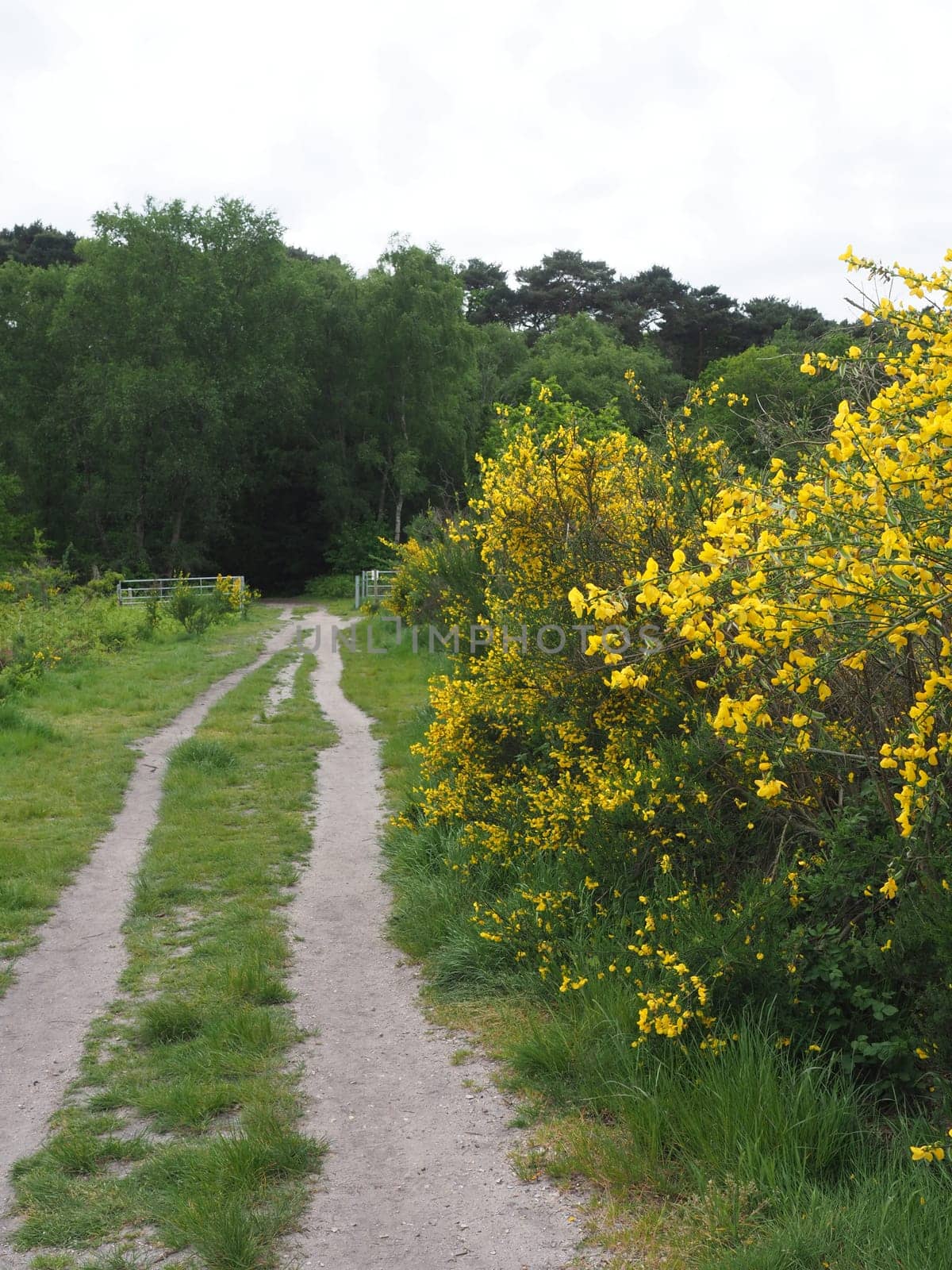 Flowering furze or gorse next to a path in the springtime