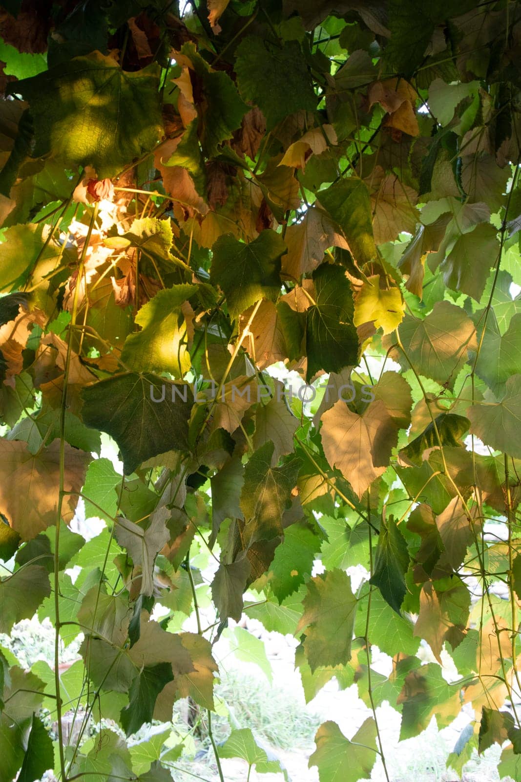 Photographic documentation of vine leaves in the autumn season 