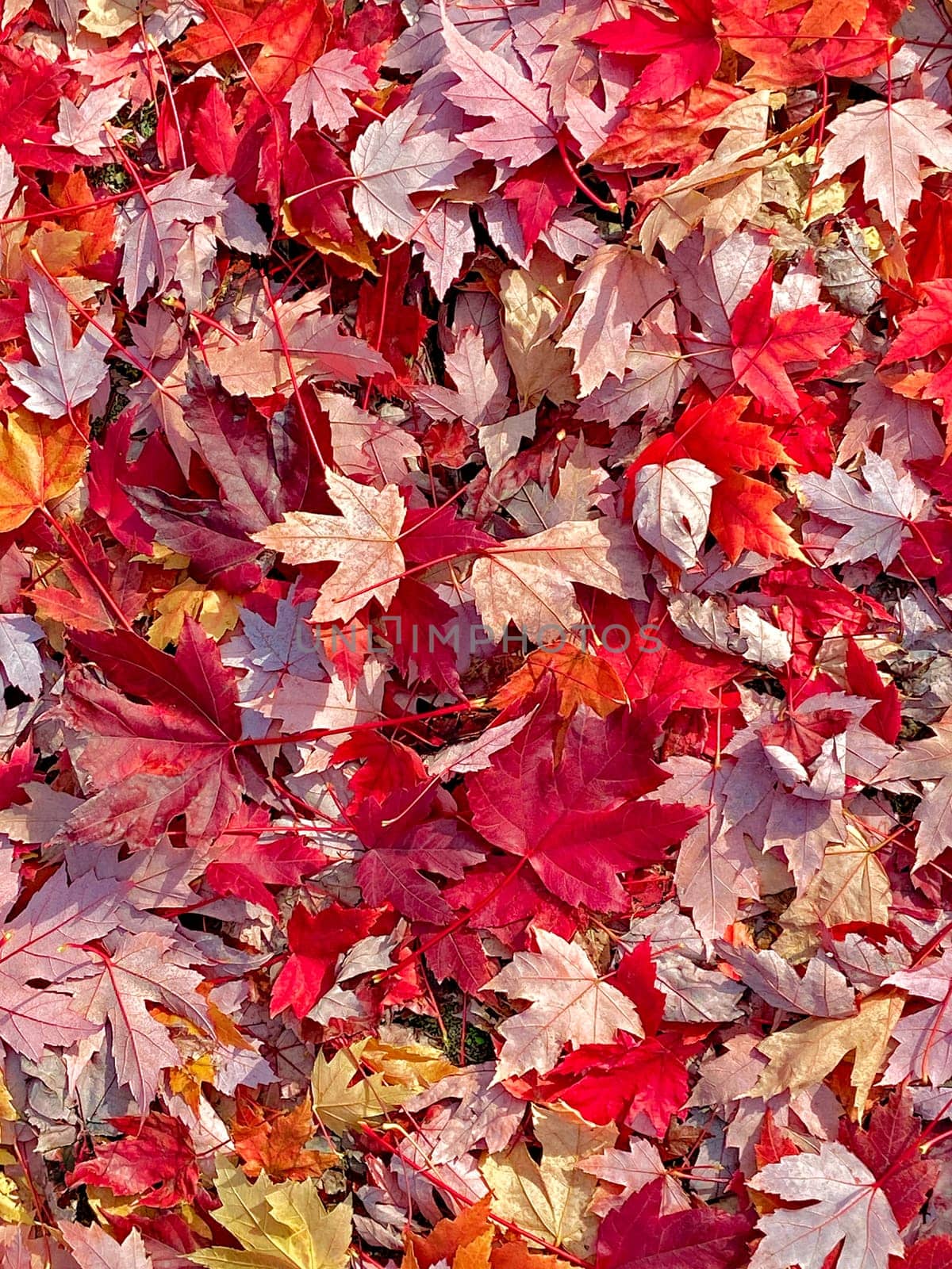 Bright red maple leaves laying on the ground. Maple leaves on autumn season