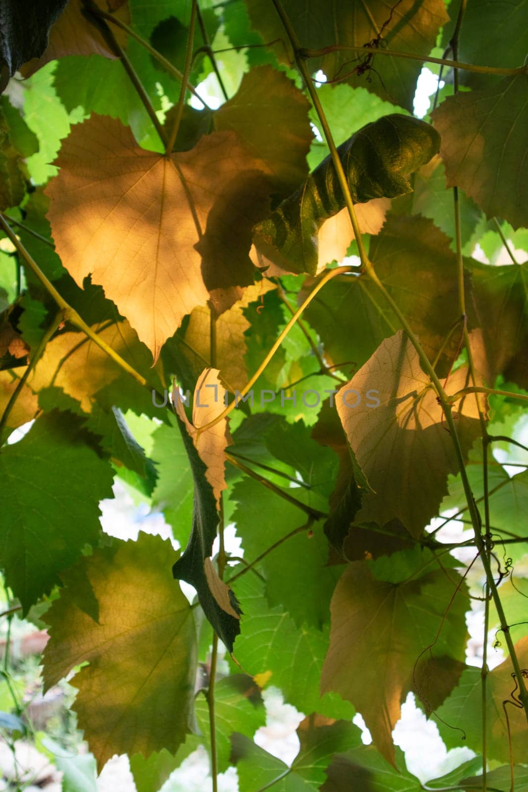 Photographic documentation of vine leaves in the autumn season 