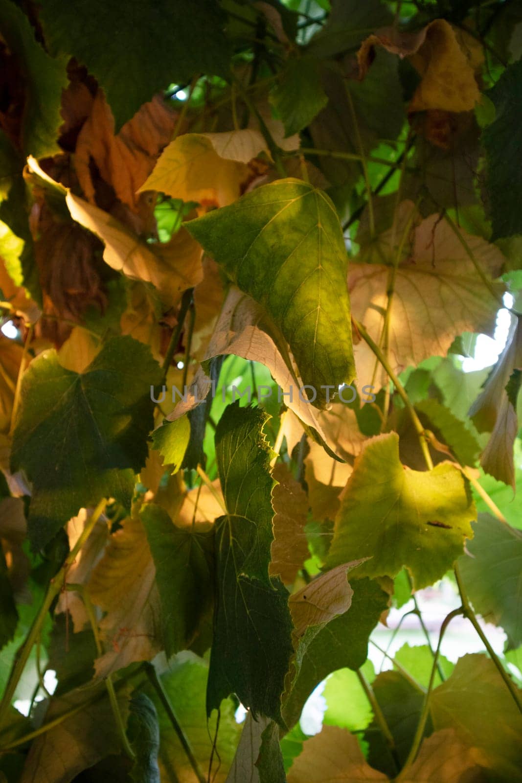 Photographic documentation of vine leaves in the autumn season 