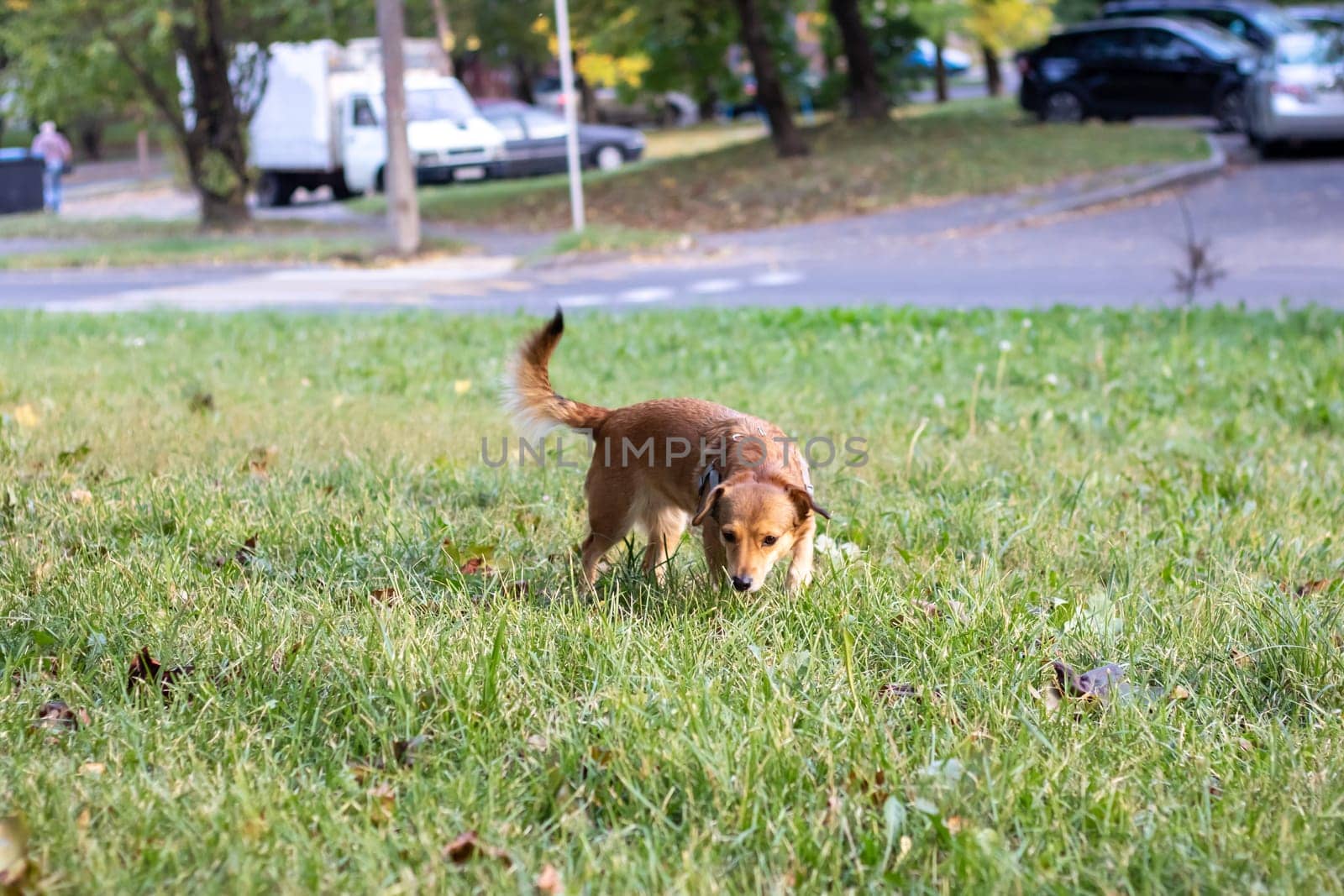 Ginger dog sniffing the ground close up by Vera1703