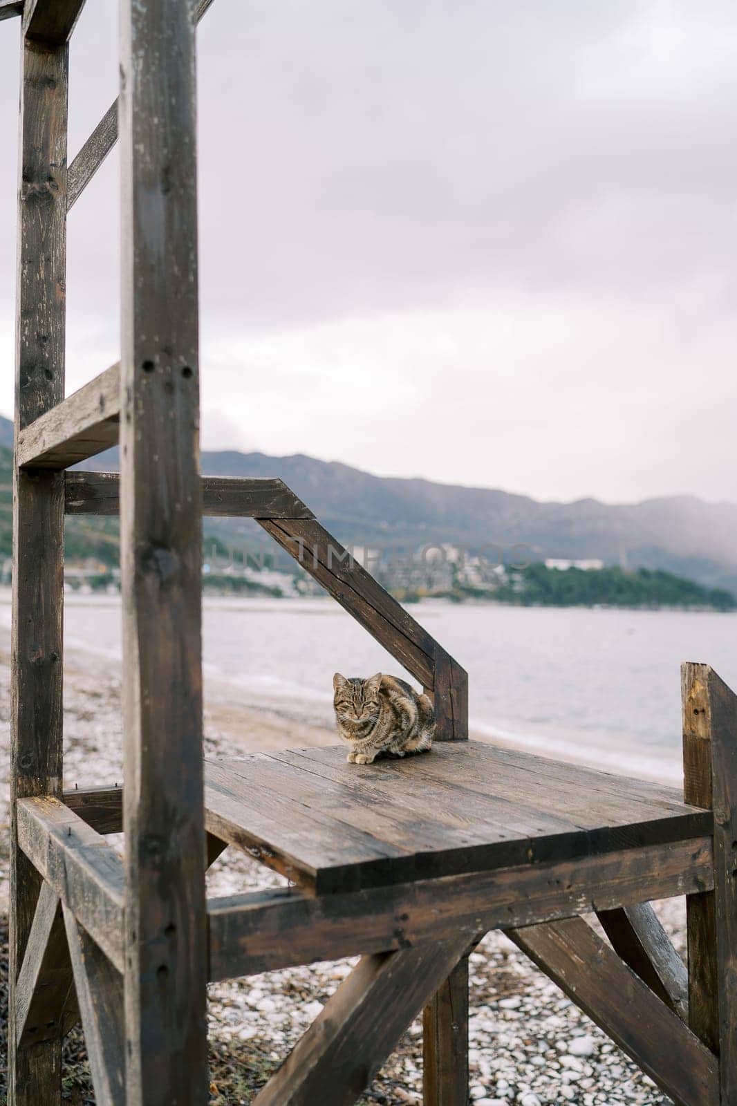 Tricolor cat sits on a wooden platform on the beach by the sea. High quality photo