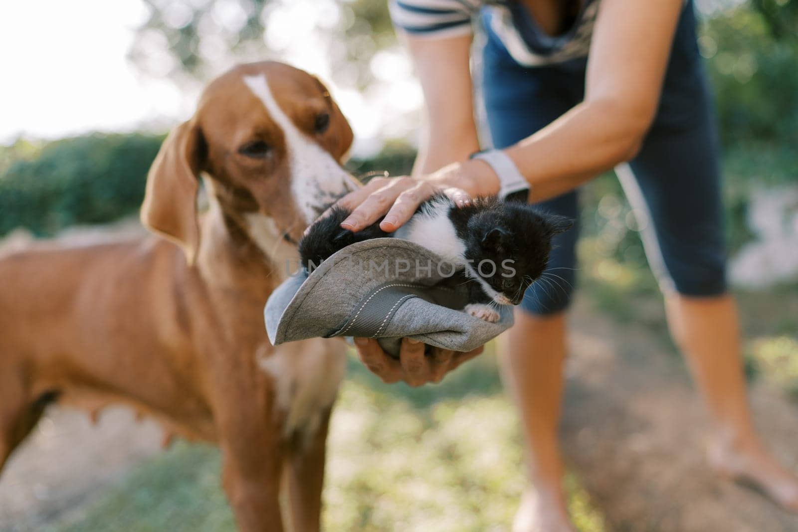 Dog sniffs little kittens in a hat in the hands of a woman. Cropped by Nadtochiy