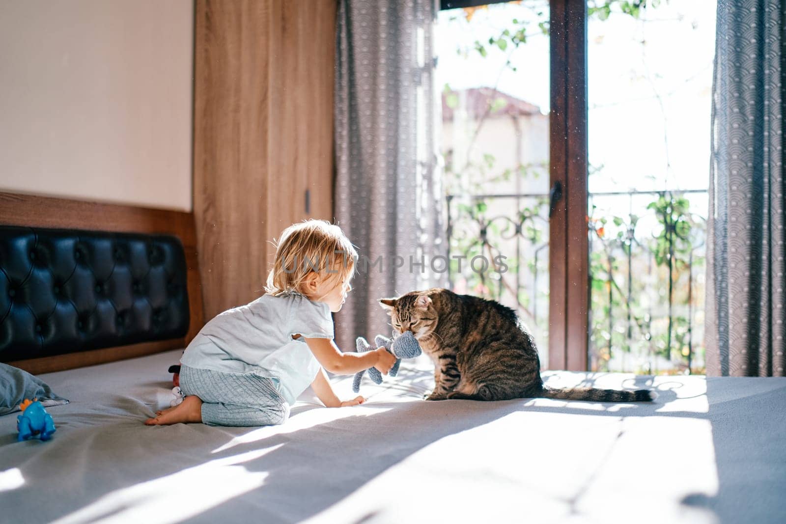 Tabby cat sniffs a soft toy in the hands of a little girl sitting on the bed. High quality photo