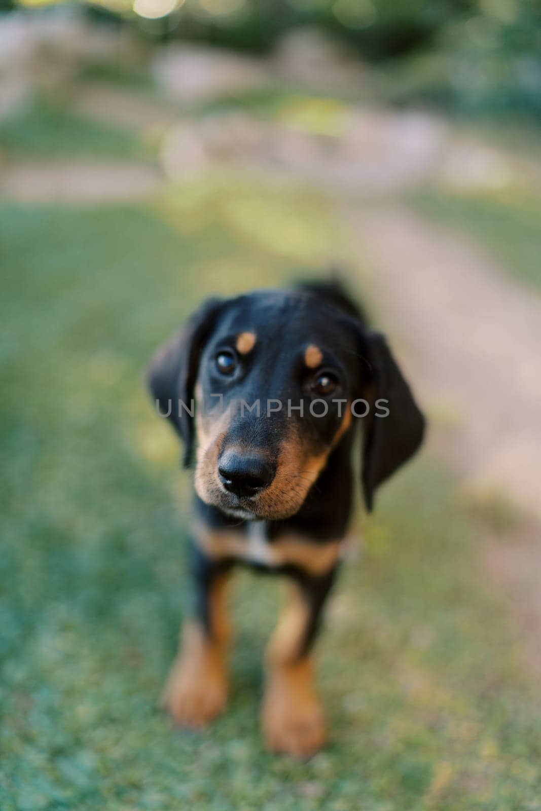 Big black puppy stands on green grass and looks ahead. High quality photo