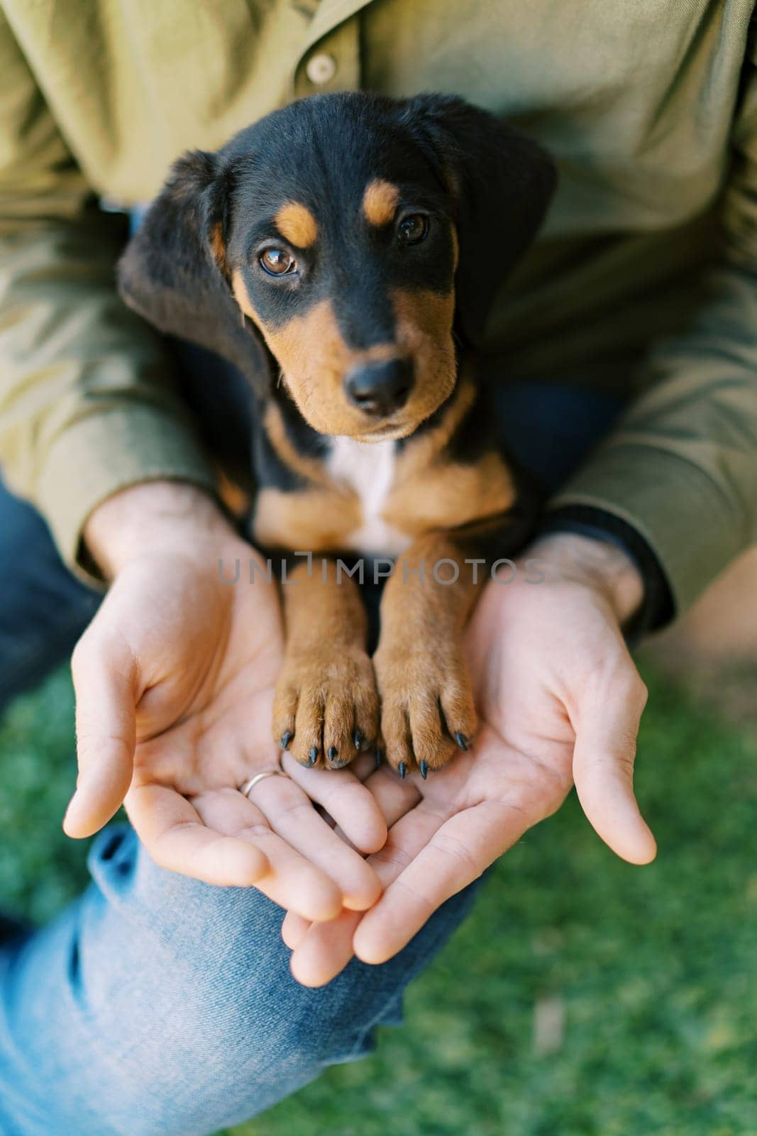 Puppy sits on the man lap with his paws in his hands. Cropped. Faceless. High quality photo
