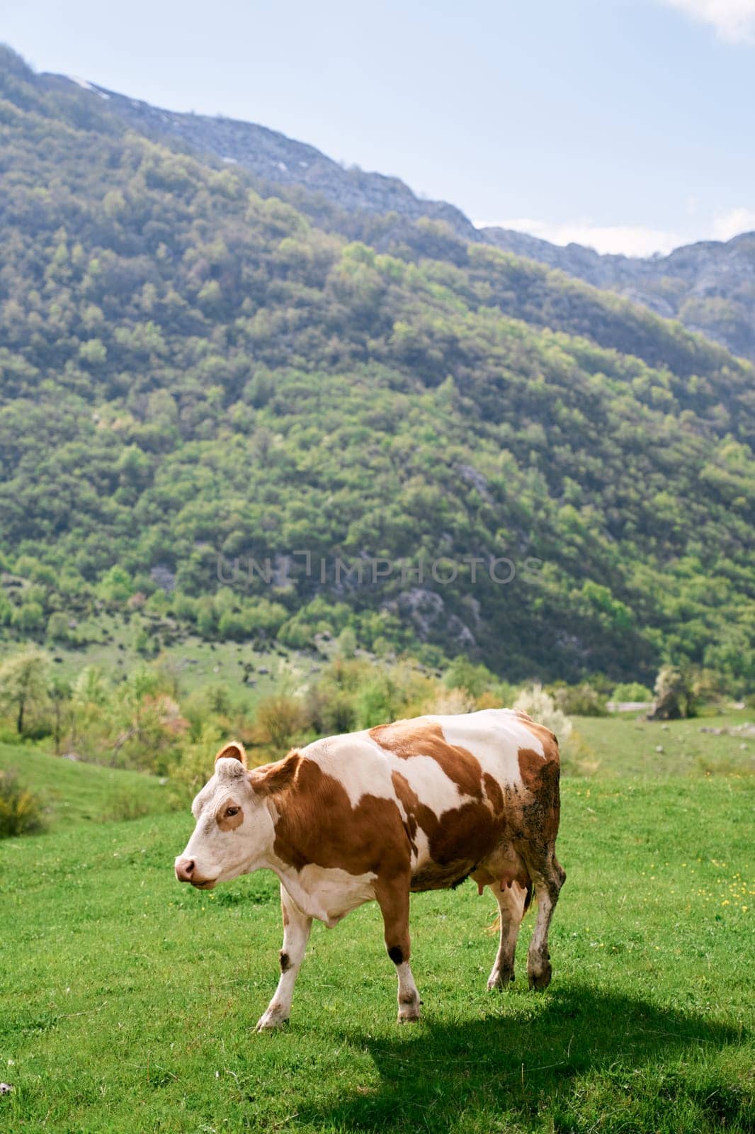 Brown cow walks through a green meadow in a mountain valley by Nadtochiy