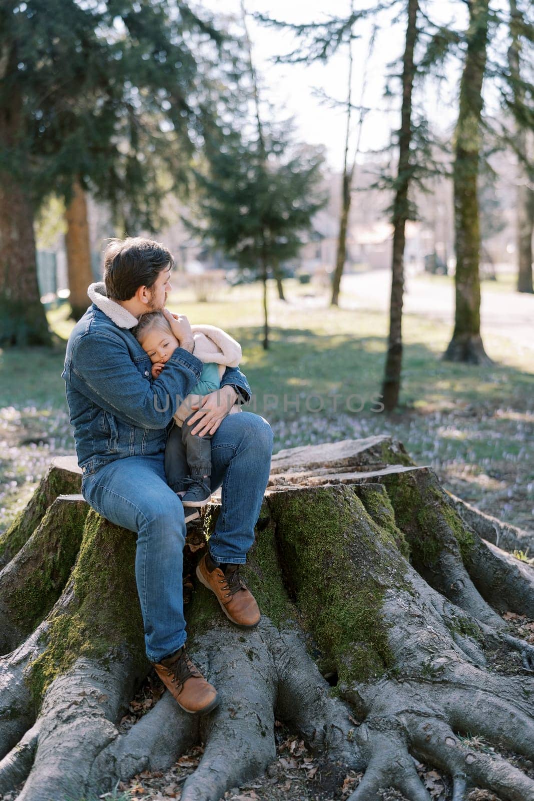 Dad hugs a little girl sitting on his lap on a big stump and looks into the forest by Nadtochiy