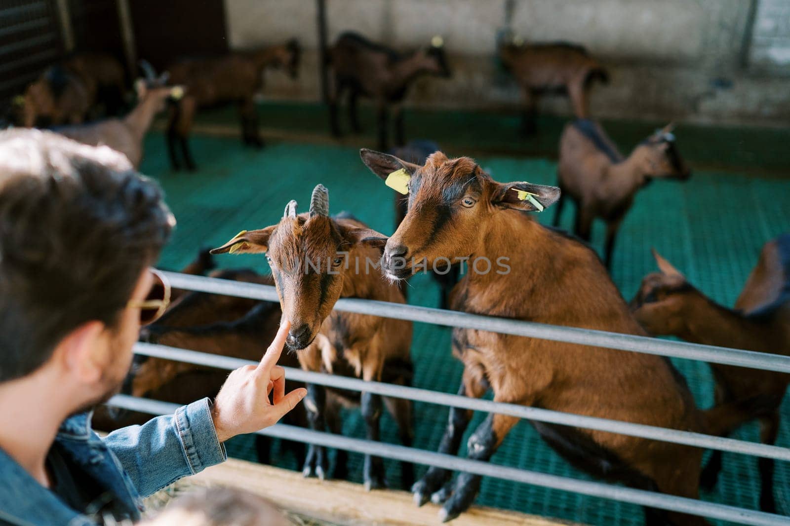 Brown goats stand leaning against the fence of the paddock and reach for a man stroking them by Nadtochiy