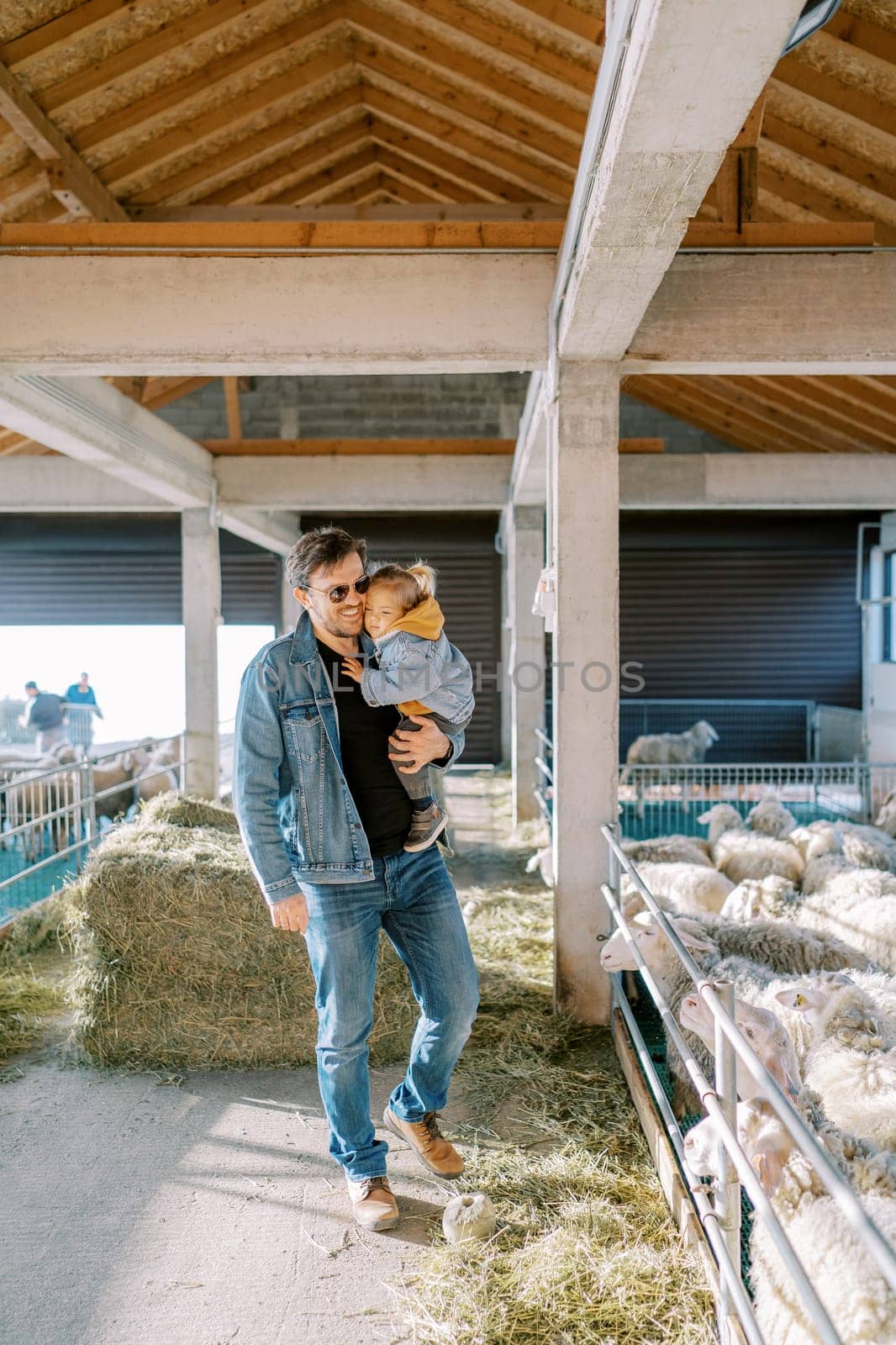 Dad with a little girl in his arms stands near a paddock with fluffy white sheep. High quality photo