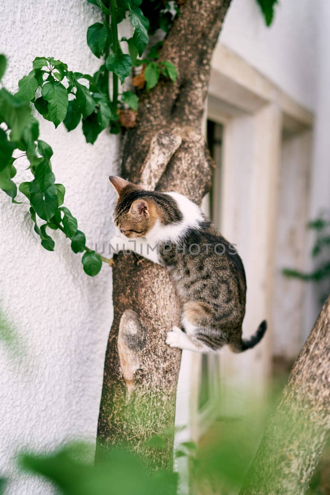 Striped cat sits on a tree near the wall of the house by Nadtochiy