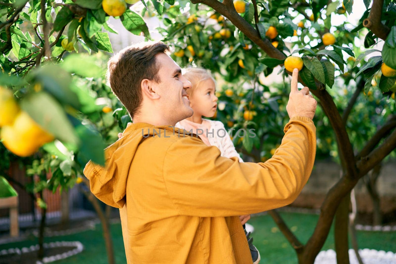 Dad with a little girl in his arms touches a tangerine on a branch. High quality photo