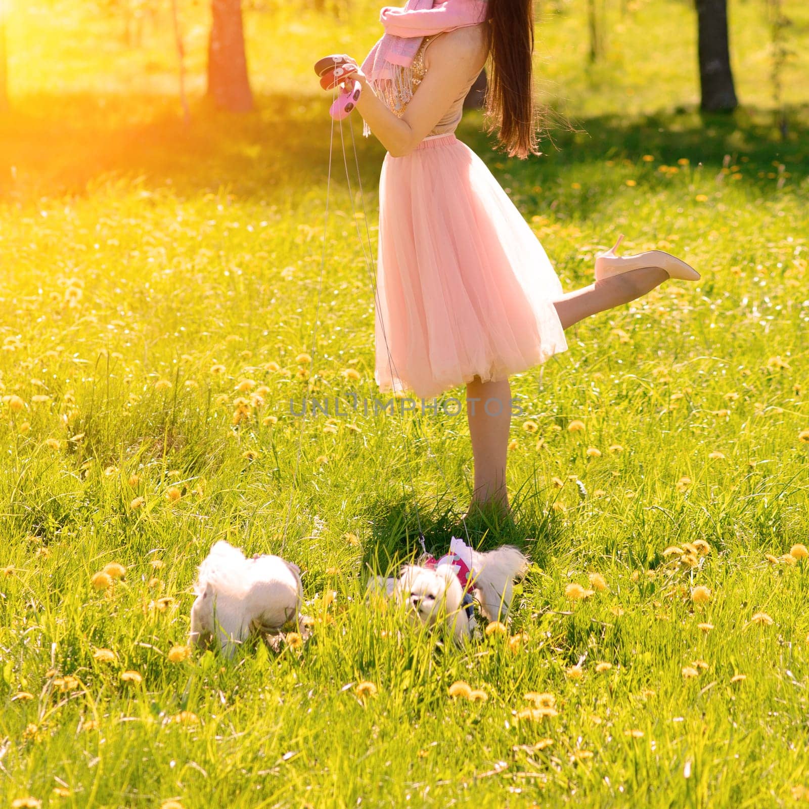 Young woman with her dog. Puppy white dog with it's owner. Concept about friendship, animal and freedom.