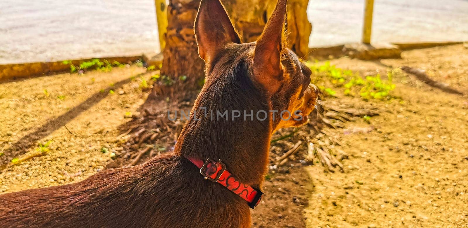 From a dogs point of view in Playa del Carmen Quintana Roo Mexico.