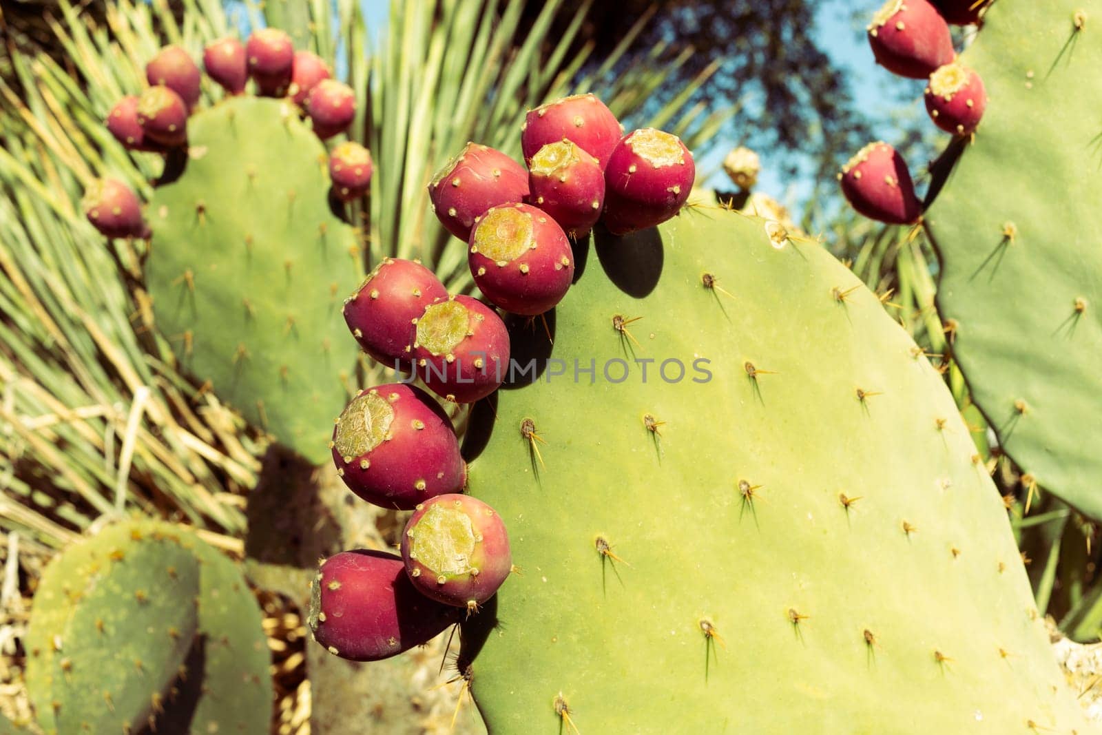 Opuntia, Closeup Many Edible Yummy Prickly Pear Cactus. Exotic Flavorful Fruit And Showy Flower. Bio Food, Organic by netatsi