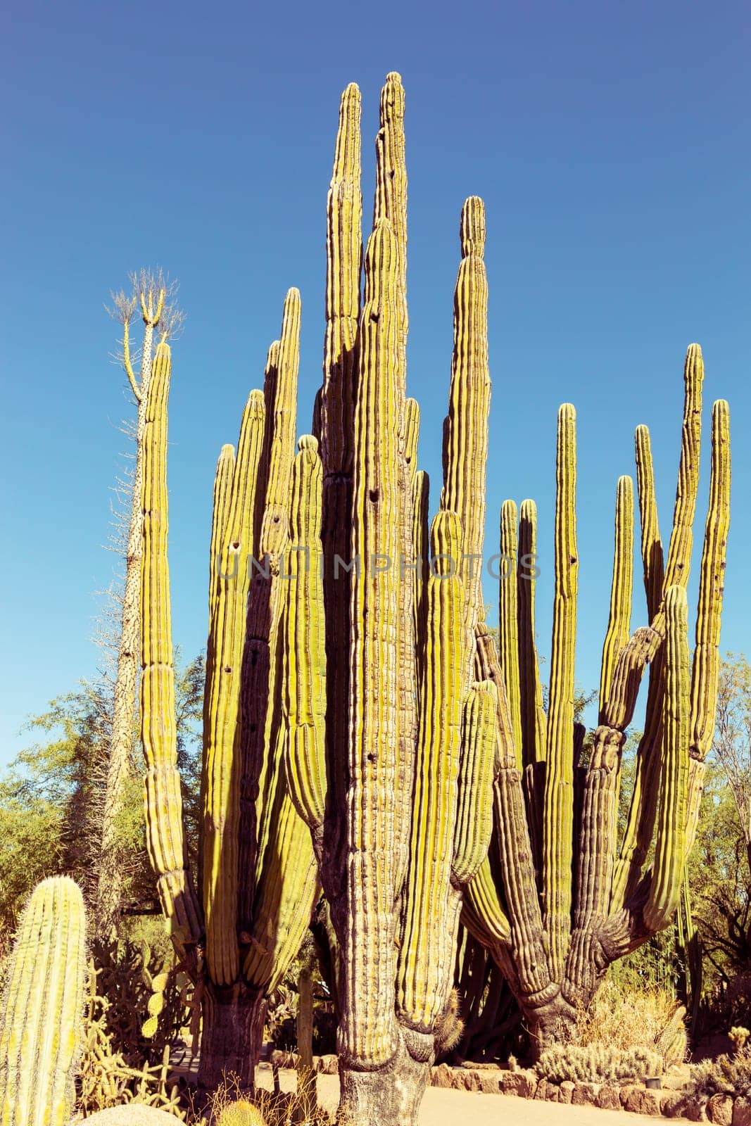 Huge Saguaro Cactus on Blue Sly, Sunny. Happy Birthday, Arizona on February 14 National Wildlife. Biosphere Reserve in Arizona. High quality photo