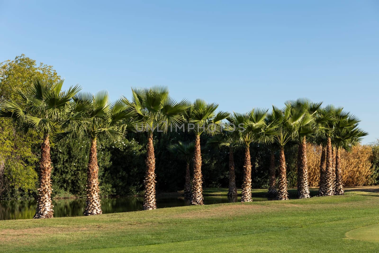 Postcard Green Lawn With Young Palm Trees Around Pond, Blue Sky On Background. Fashion, Travel, Summer, Vacation Concept. High quality photo