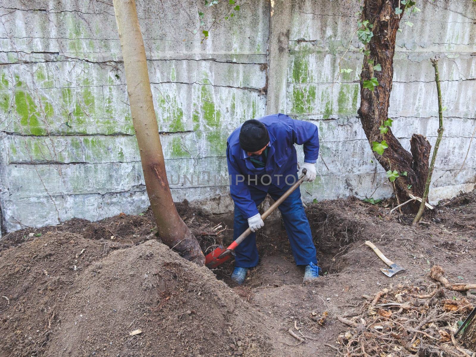 One elderly Caucasian man in a blue uniform with a cap on his head is manually using a shovel to uproot an old tree in the backyard of his house on an autumn day, close-up side view. Concept for home renovation, construction work, home.