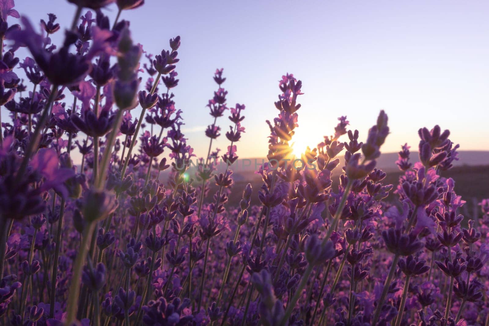 Lavender flower field closeup, fresh purple aromatic flowers for natural background. Violet lavender field in Provence, France.