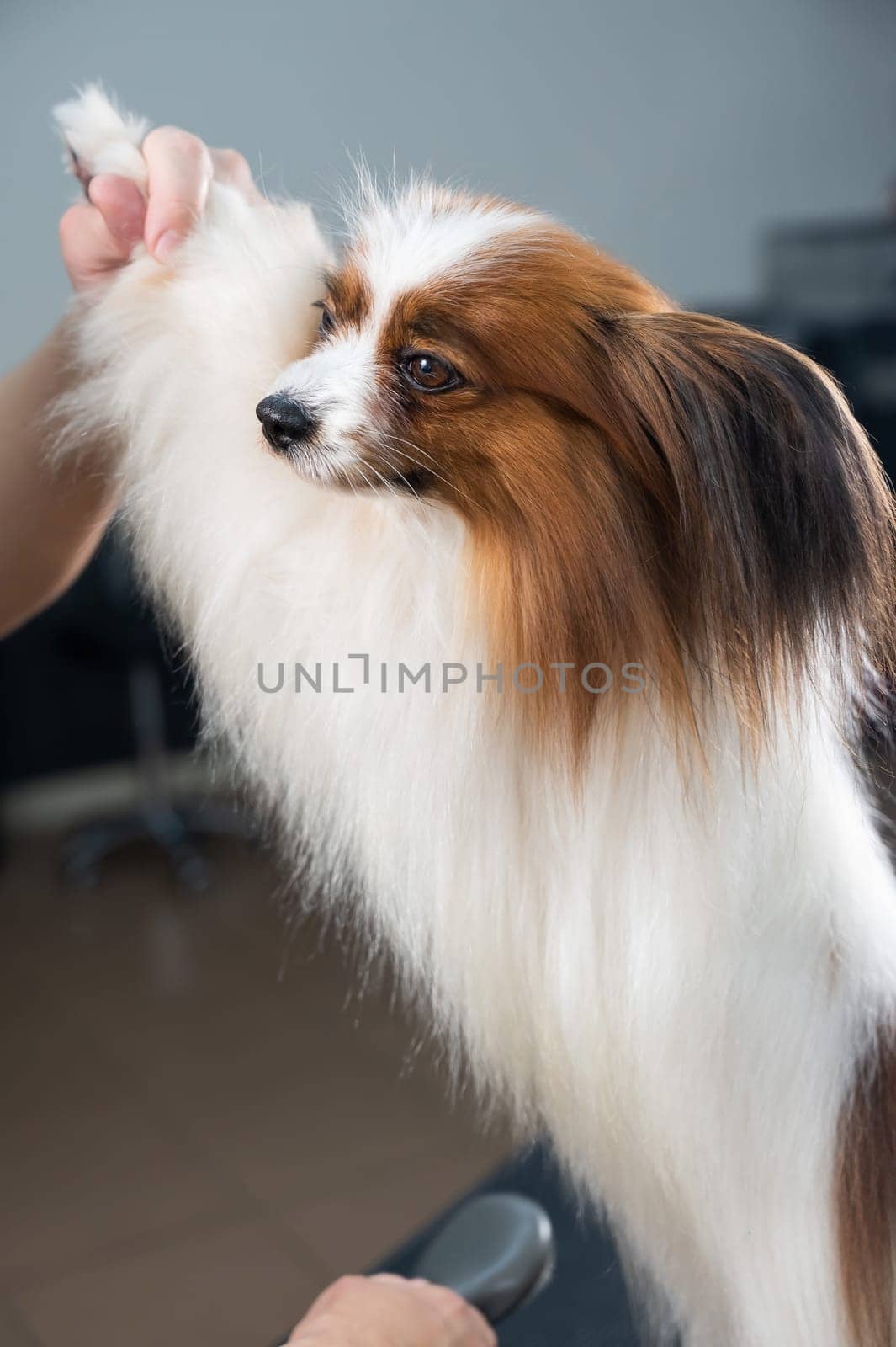 Caucasian woman dries the dog. Papillon Continental Spaniel in the grooming salon. by mrwed54