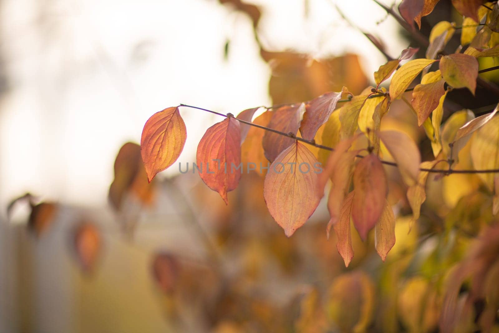 Autumn yellow maple leaf among green foliage. Early Autumn. by Matiunina