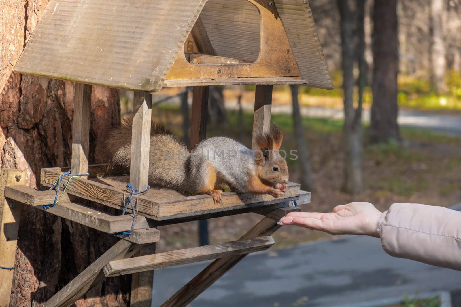 A beautiful red squirrel eats nuts in the forest from a man's hand. A squirrel with a fluffy tail sits and eats nuts close-up. A child feeds a squirrel.