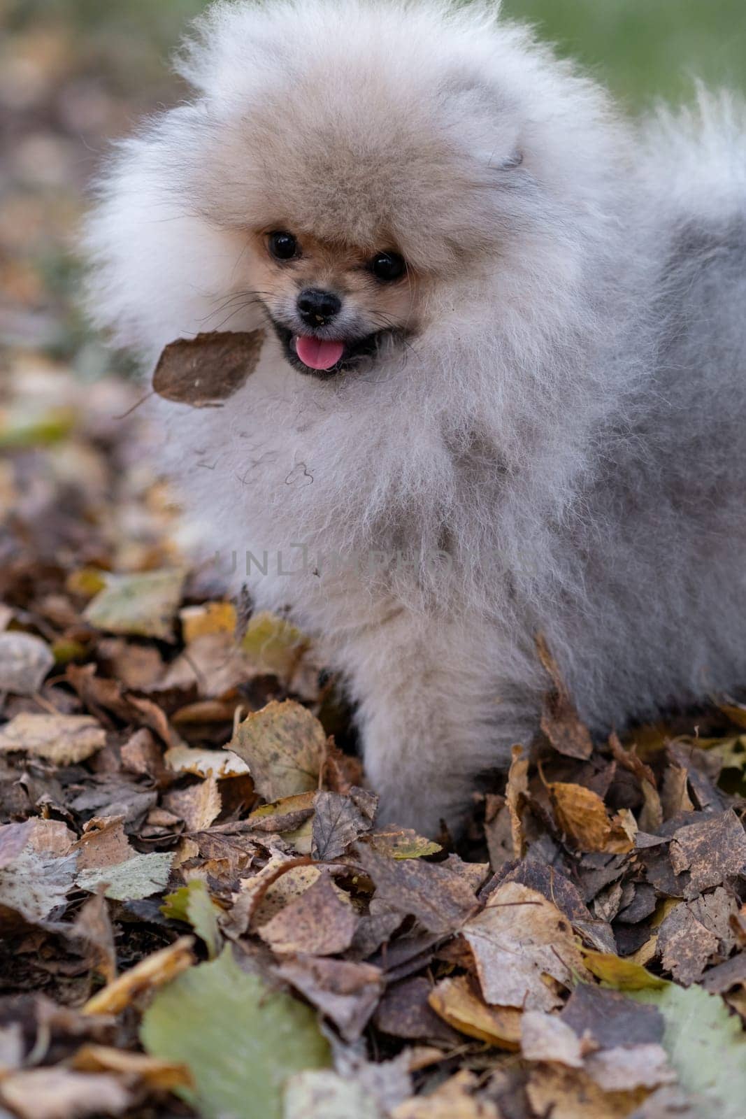 Portrait of a cute and handsome Pomeranian dog walking on a leash by AnatoliiFoto